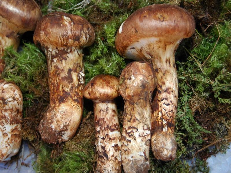 助推食用菌產業(yè)發(fā)展 云南已破解94種野生菌基因“天書”