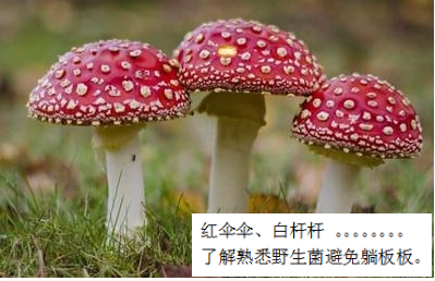 預防毒蘑菇中毒，這些事你該知道